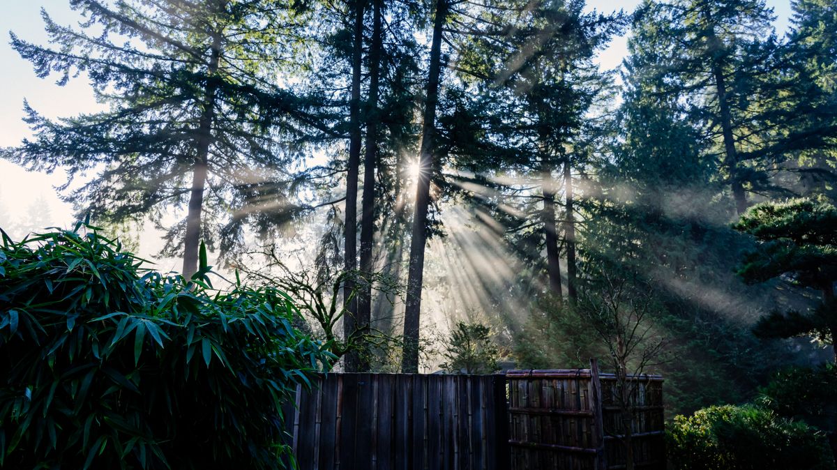 Rock gardens, pandas and bonsai: focus on the details to cultivate what matters