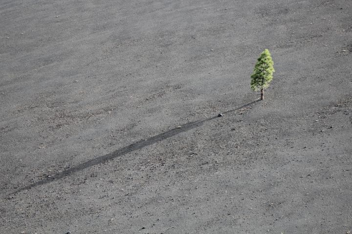 Desolate tree among barren earth